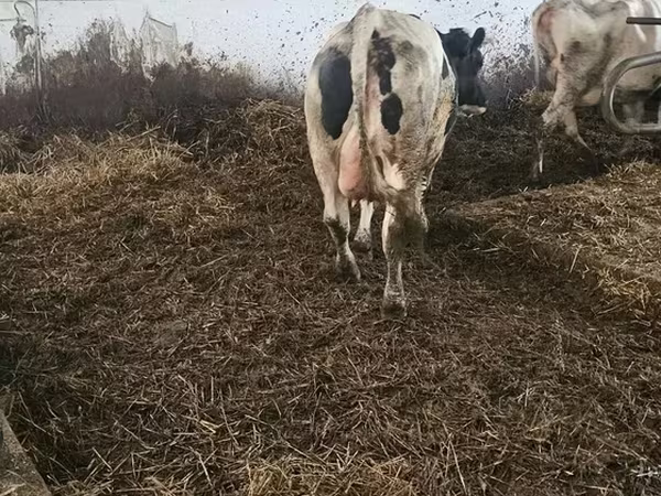 بقرة, Russian Black pied cattle