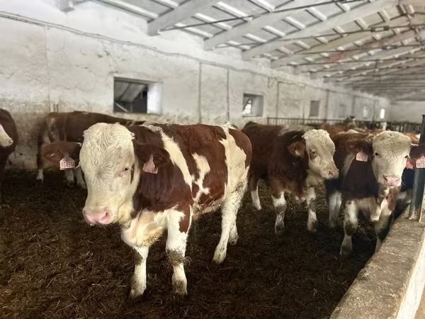Toro, Simmental cattle