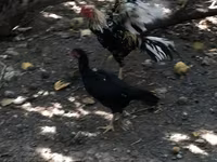 Chickens — Foto 3