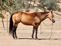 حصان, Quarter Horse — الصورة 3
