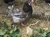 Brahma — Foto 6