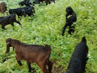Cabro, Cabras — foto 2