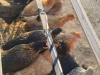 Chickens — الصورة 1