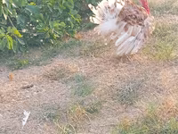Turkeys — 3-сурет
