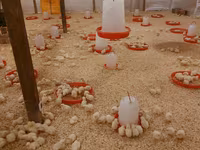 Chickens — foto 1