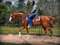 Hengst, American paint horse — Foto 3