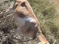 Cabra, Saanen goat — foto 5