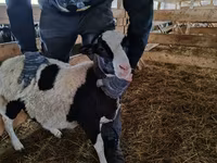 Qoç, Baerchuke sheep — foto 1