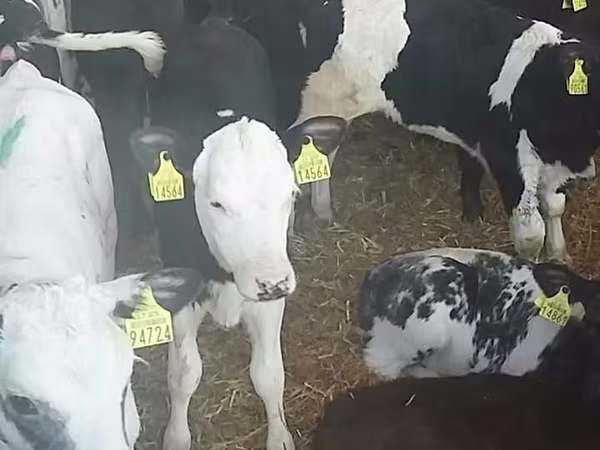 ثور, Simmental cattle