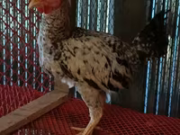 Chickens — फ़ोटो 4