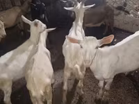تيس, الماعز — الصورة 1