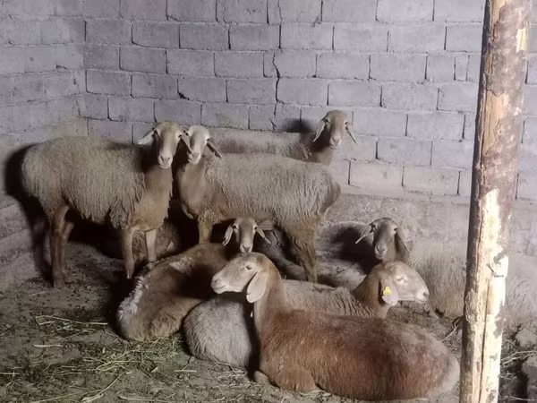 मेढ़ा, Arashan sheep
