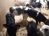 Cattle (batch, sex not specified), Simmental cattle — photo 1