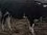 公牛, Cattle — 照片 4