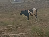 İnək, Russian Black pied cattle — foto 1