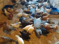 Chickens — الصورة 6
