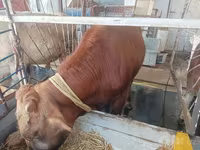 公牛, Cattle — 照片 7