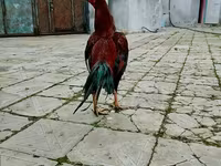 Chickens — Foto 1