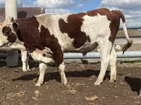 公牛, Simmental cattle — 照片 1