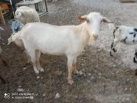 बकरा, बकरियाँ — फ़ोटो 1