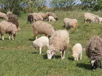 Schaf, Edilbay sheep — Foto 3