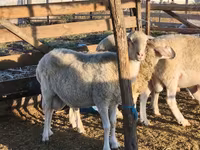 كبش, Assaf sheep — الصورة 1
