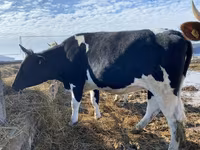 Vaca, Russian Black pied cattle — foto 3