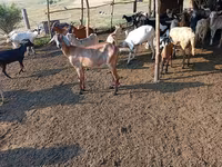 Dişi keçi, Nubian Goat — foto 4