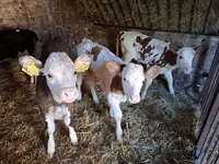 İnək, Simmental cattle — foto 6