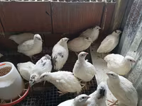 टेक्सास ए एंड एम — फ़ोटो 6
