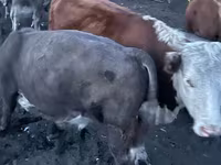 ثور, Simmental cattle — الصورة 7