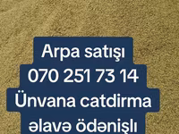 Arpa topdan satış - Yemlik arpa - Minimum sifariş miqdarı: 25 ton - — 1-сурет