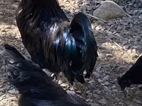 Ayam Cemani — Foto 6