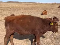 Buğa, Qazaxıstan ağbaş inəyi — foto 8