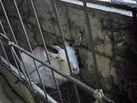 Ziege, Saanen goat — Foto 6