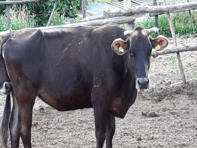 এগেরোলেস্কা