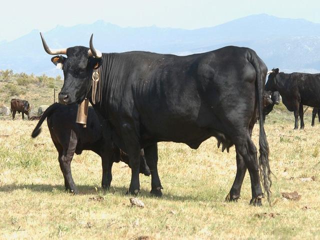 Avilena nera Iberica