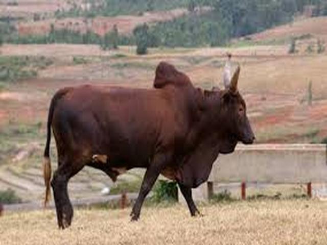Zebu azero-baydzhanese