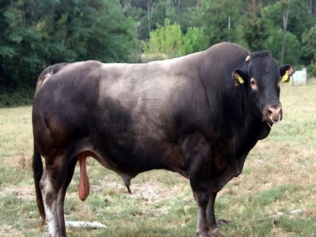 Bazadaise
