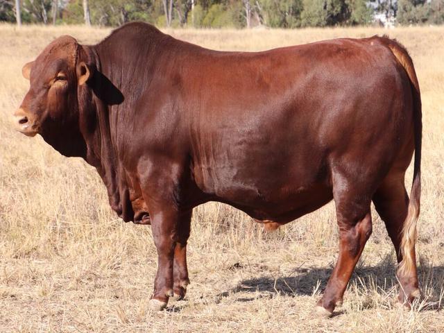 Belmont rosso