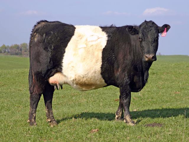 বুয়েলিংগো