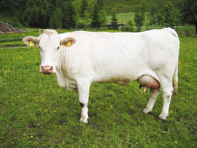 Каринтийская белая корова
