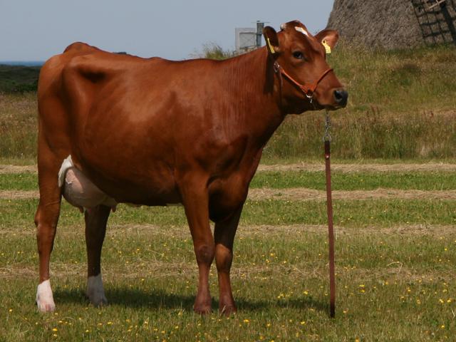 Dánská červená kráva