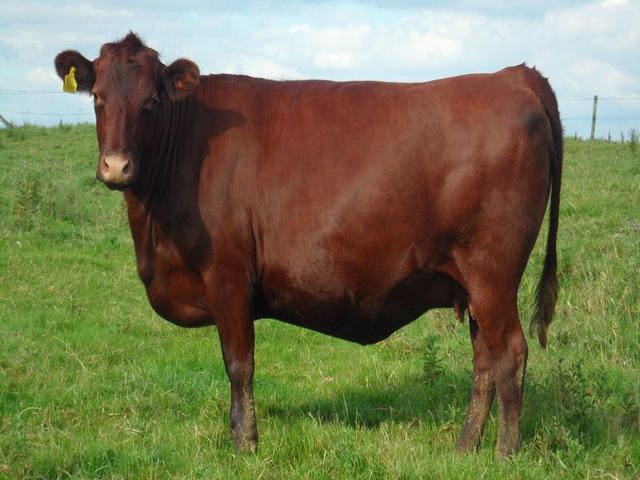 Rode hornloze koe