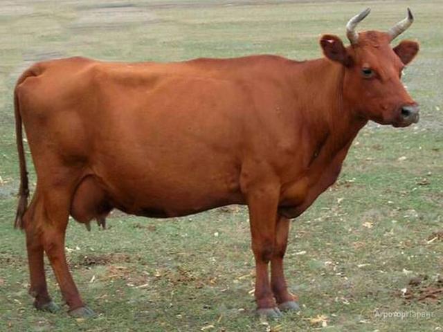 লাল স্টেপ গরু