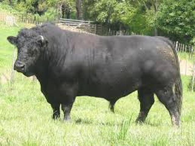 Waleská černá kráva