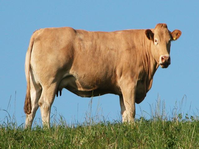 Mucca Yorkshire