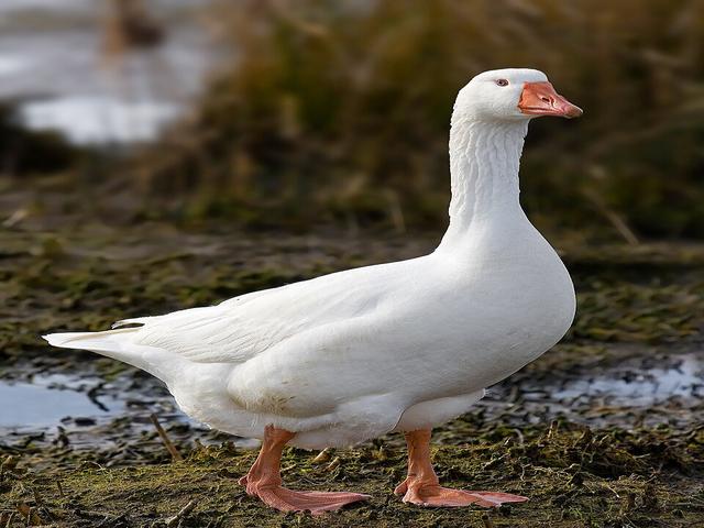 Эмденский гусь