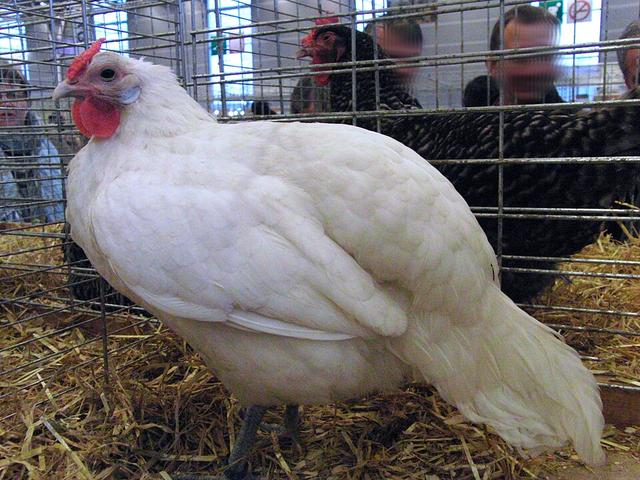 Эльзасская