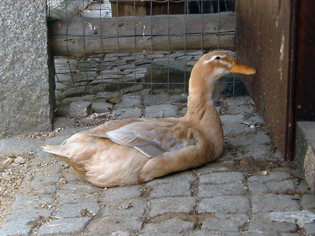 زاکسن